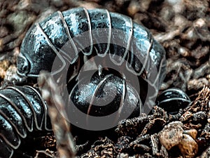 Roly-poly to each other photo