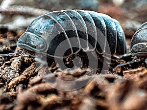 Roly-poly ground level photo