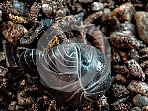 Roly - poly shy photo