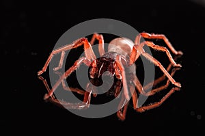 Roly poly spider on black with reflection