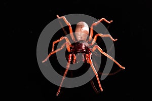 Roly poly spider isolated on black with reflection
