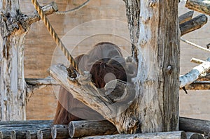 ROMA, ITALY - JULY 2019: Big chimpanzee monkey in the aviary in the zoo