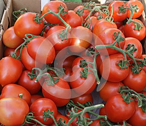 Roma tomato, Italian plum tomato, Solanum lycopersicum photo
