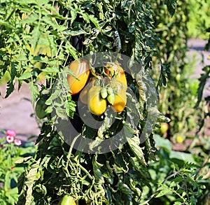 Roma tomato or Roma is a plum tomato popularly used both