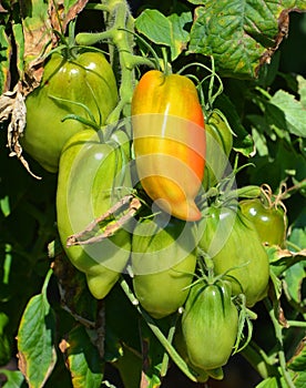 Roma tomato or Roma is a plum tomato popularly used both for canning