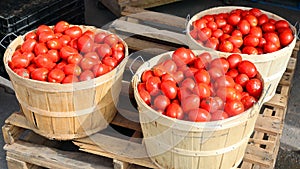 Roma tomato or Roma is a plum tomato popularly used both for canning and producing tomato paste