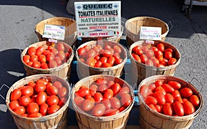 Roma tomato or Roma is a plum tomato popularly used both for canning and producing tomato paste