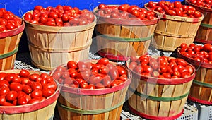 Roma tomato or Roma is a plum tomato popularly used both for canning and producing tomato paste