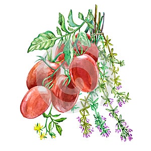 Roma Tomato with Thyme.Watercolor hand drawn illustration. Isolated on white background