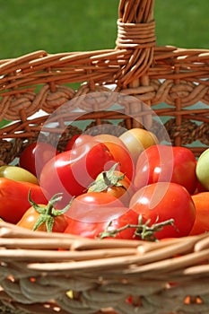 Roma tomatoes in a basket