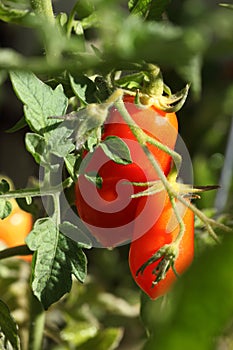 Roma Tomatoes On The Vine