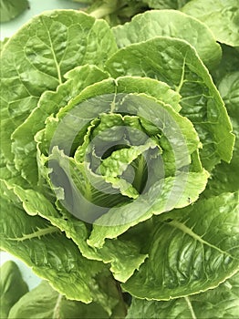 Romain lettuce
