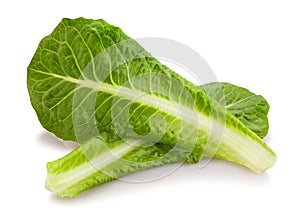 Romain lettuce