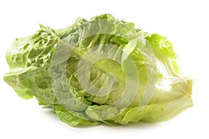 Romain lettuce isolated