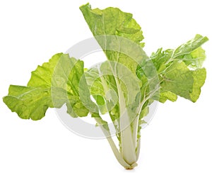 Romain Lettuce isolated on a white background