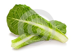 Romain lettuce photo