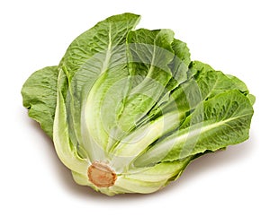 Romain lettuce photo