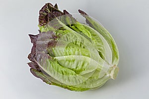 Romain lettuce on white background closeup view