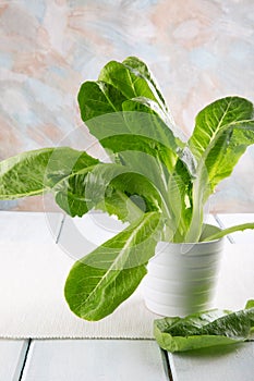 Romain Lettuce in a white pot