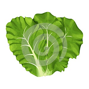 Romain salad, composition of leaves colorful and detailed drawing isolated on white background. Design element, clipart, herbs for