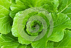 Romaine is a crisp juicy salad with a pronounced green color. Full frame, food background