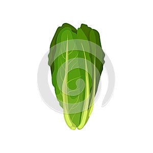 Romaine fresh salad leaves, healthy organic vegetarian food, vector Illustration on a white background photo