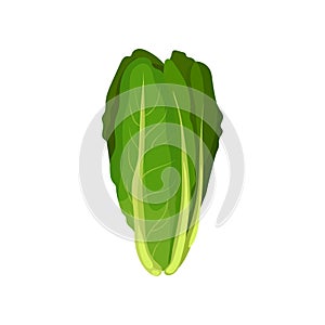 Romaine fresh salad leaves, healthy organic vegetarian food, vector Illustration on a white background