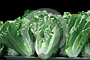 Romaine Lettuce photo