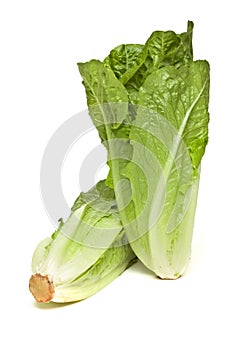 Romaine lettuce