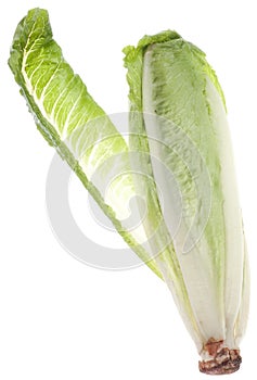 Romaine Lettuce