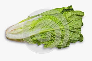 Romaine Lettuce