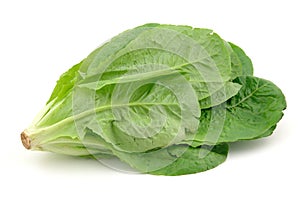 Romaine lettuce