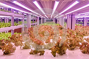 Romaine lettuce grow with Led plant growth Light in vertical farm Vertical agriculture indoor farm