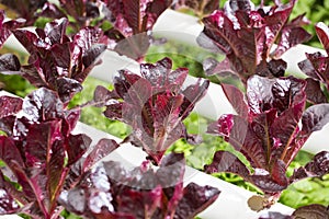 Red romaine lettuce growing in greenhouse photo