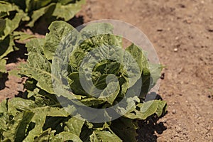 Romaine lettuce