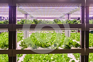 Romaine lettuce Indoor Farm vertical farm Vertical agriculture