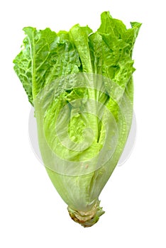 Romaine lettuce isolated