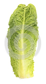 Romaine lettuce isolated on a white background.
