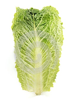 Romaine lettuce isolated on a white background.