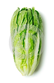 Romaine lettuce photo