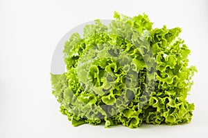 Romaine lettuce Lactuca sativa photo