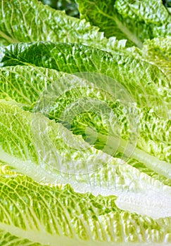 Romaine lettuce leaves