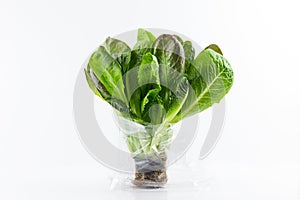 Romaine lettuce plant in a pot and plastic wrap for sale. Isolated on white background. Fresh green salad with roots