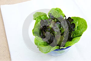 Romaine Lettuce and Purple Lettuce in Glass