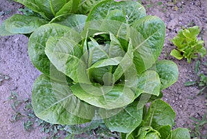 Romaine lettuce salad plant