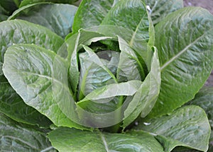Romaine lettuce salad plant