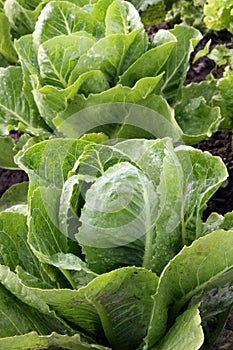 Romaine lettuce in the vegetable garden