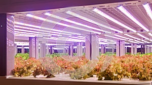 romaine lettuce vertical farm Vertical agriculture indoor farm