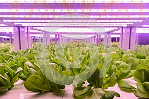 Romaine lettuce vertical farm Vertical agriculture indoor farm