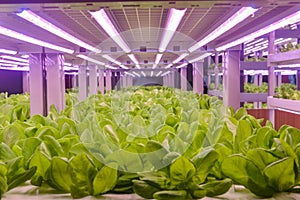 Romaine lettuce vertical farm Vertical agriculture indoor farm light